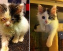 cat-adoption-transformations-26