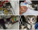 cat-adoption-transformations-4