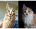 cat-adoption-transformations-6