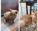 cat-adoption-transformations-7