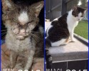 cat-adoption-transformations-8