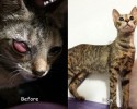 cat-adoption-transformations-9