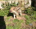 boar-little-boar_3536754k