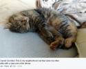 cat-arrives-with-letter-from-secret-family-12