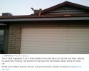 cat-arrives-with-letter-from-secret-family-3