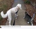 cat-arrives-with-letter-from-secret-family-5