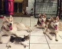 husky-mother-adopts-cat-2