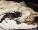 husky-mother-adopts-cat-3