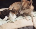 husky-mother-adopts-cat-4