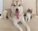 husky-mother-adopts-cat-8
