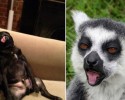 animals-who-looked-hungover-12