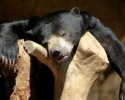 animals-who-looked-hungover-6