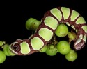 caterpillars-14