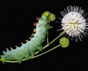 caterpillars-15