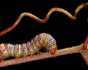 caterpillars-17