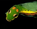 caterpillars-18