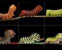 caterpillars-19
