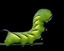caterpillars-8
