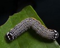 caterpillars-9