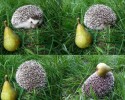 cutest-hedgehog-photos-1