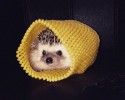cutest-hedgehog-photos-10