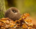 cutest-hedgehog-photos-12