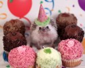 cutest-hedgehog-photos-13