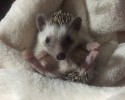 cutest-hedgehog-photos-15