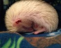 cutest-hedgehog-photos-16