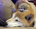 cutest-hedgehog-photos-18