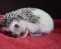 cutest-hedgehog-photos-19