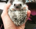 cutest-hedgehog-photos-2
