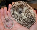 cutest-hedgehog-photos-20