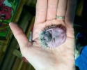 cutest-hedgehog-photos-3