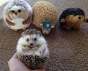 cutest-hedgehog-photos-7