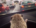 cutest-hedgehog-photos-8