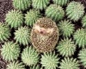 cutest-hedgehog-photos-9