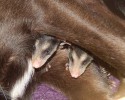 dog-adopts-baby-opossums-2