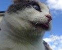 stevie-the-blind-cat-who-loves-the-outdoors-2