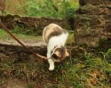 stevie-the-blind-cat-who-loves-the-outdoors-5