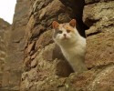 stevie-the-blind-cat-who-loves-the-outdoors-6