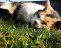 stevie-the-blind-cat-who-loves-the-outdoors-7