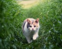 stevie-the-blind-cat-who-loves-the-outdoors-9