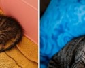before-and-after-adoption-photos-1