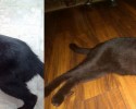 before-and-after-adoption-photos-12