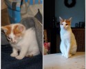 before-and-after-adoption-photos-13
