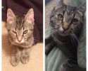 before-and-after-adoption-photos-14