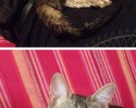 before-and-after-adoption-photos-2