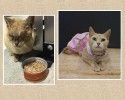 before-and-after-adoption-photos-22