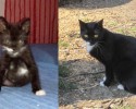 before-and-after-adoption-photos-24